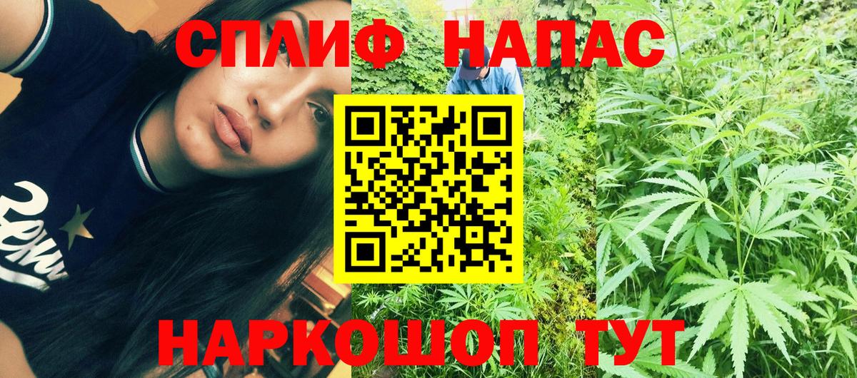 Конопля сатива Чехов